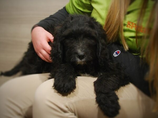 BernieDoodle DOG Female Black 16846 Petland Iowa City, Iowa