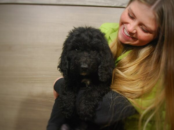 BernieDoodle DOG Female Black 16847 Petland Iowa City, Iowa