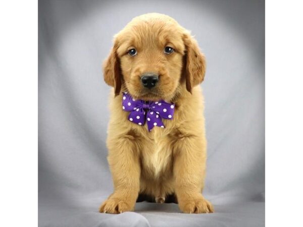 Golden Retriever DOG Male Golden 16855 Petland Iowa City, Iowa