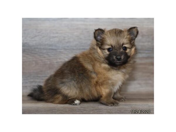 Pomeranian DOG Female Sable 16859 Petland Iowa City, Iowa