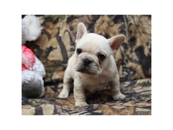 French Bulldog DOG Male Cream 16858 Petland Iowa City, Iowa