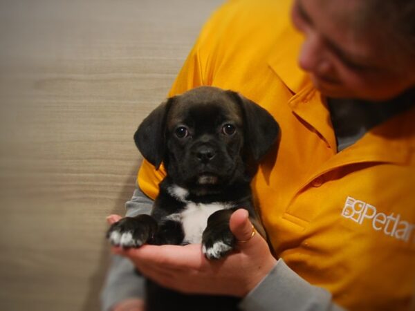 Pug/Beagle DOG Female Black 16865 Petland Iowa City, Iowa