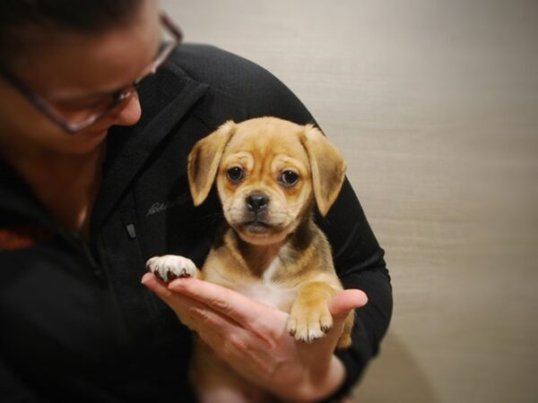 Pug/Beagle DOG Female Tan/Black 16866 Petland Iowa City, Iowa