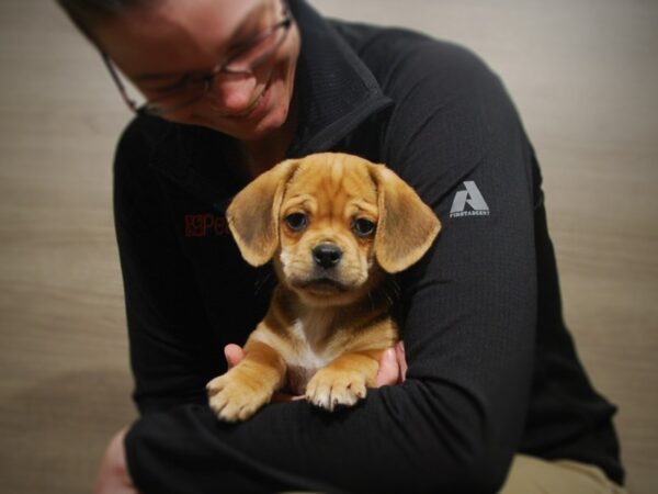 Pug/Beagle DOG Male Tan/Black 16867 Petland Iowa City, Iowa