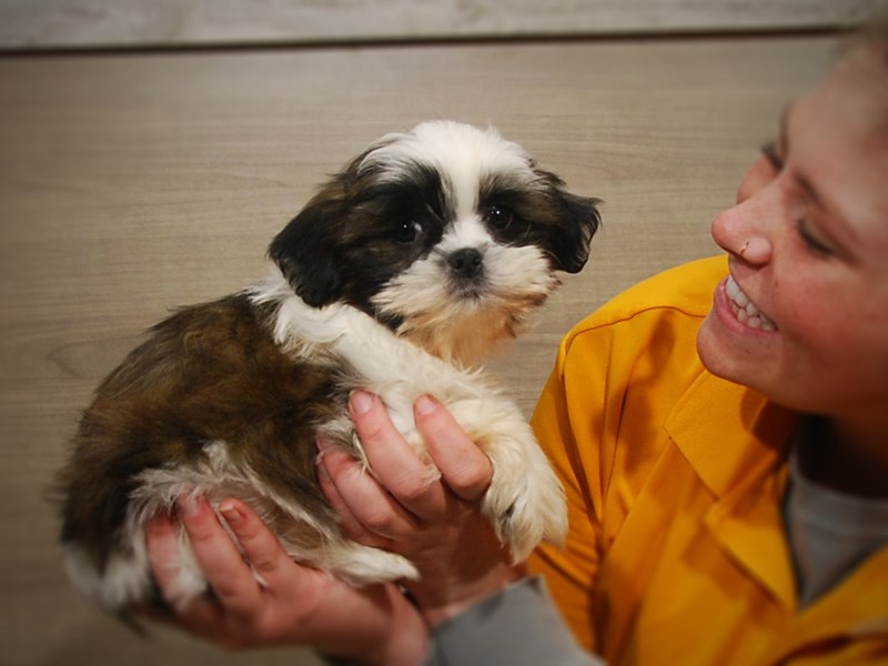 Shih Tzu Dog Male Brown / White 16874