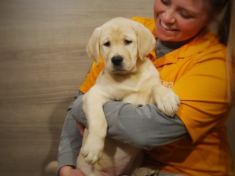 Labrador Retriever Dog Female Yellow 16856