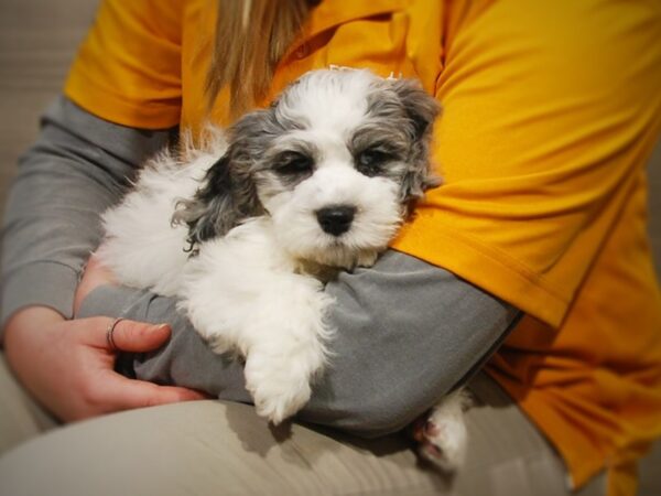 Poodle/Cocker Spaniel DOG Male White 16861 Petland Iowa City, Iowa