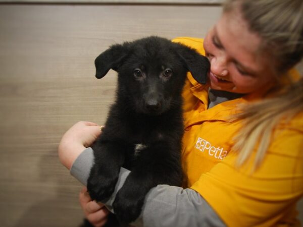 German Shepherd DOG Female Black 16862 Petland Iowa City, Iowa