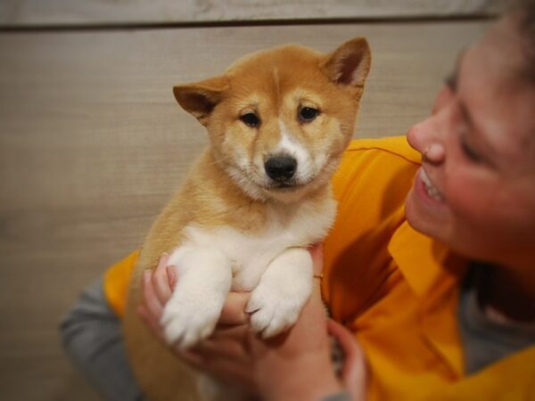 Shiba Inu DOG Male Red / White 16868 Petland Iowa City, Iowa