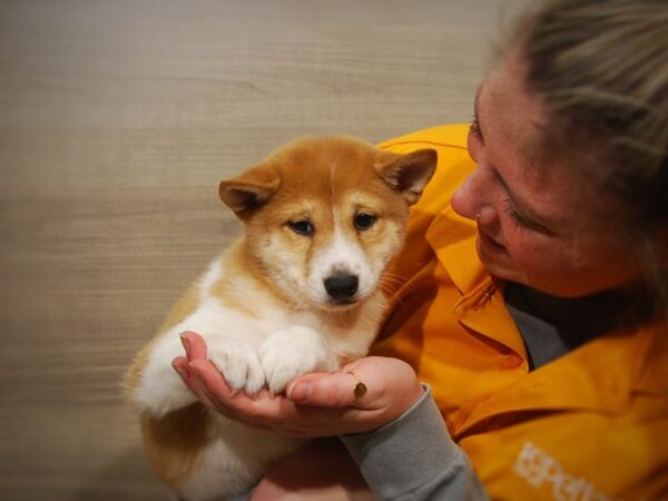 Shiba Inu DOG Male Red / White 16869 Petland Iowa City, Iowa