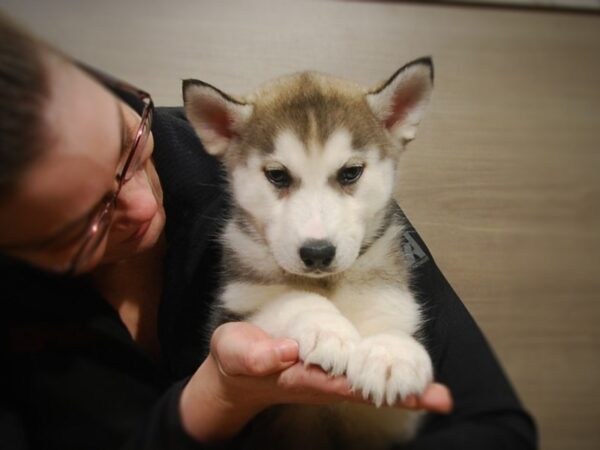 Siberian Husky DOG Female Black / White 16871 Petland Iowa City, Iowa