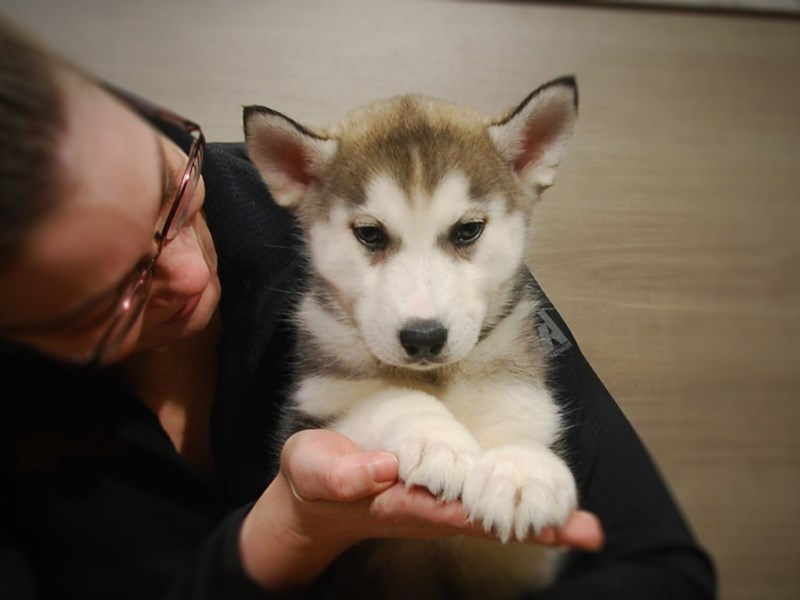 Siberian Husky Dog Female Black / White 16871