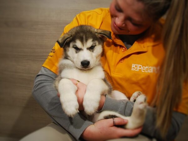 Siberian Husky DOG Male Black / White 16872 Petland Iowa City, Iowa