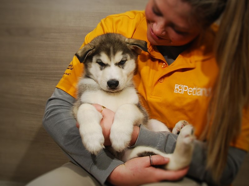 Siberian Husky Dog Male Black / White 16872