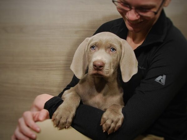 Weimaraner DOG Male Gray 16860 Petland Iowa City, Iowa