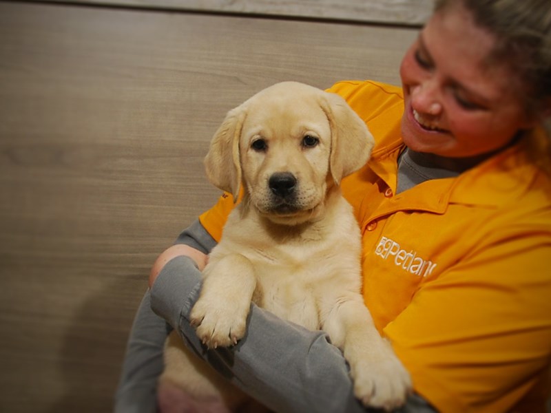 Labrador Retriever Dog Male Yellow 16857