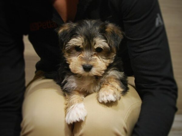 Morkie DOG Male Black/Tan/White 16863 Petland Iowa City, Iowa