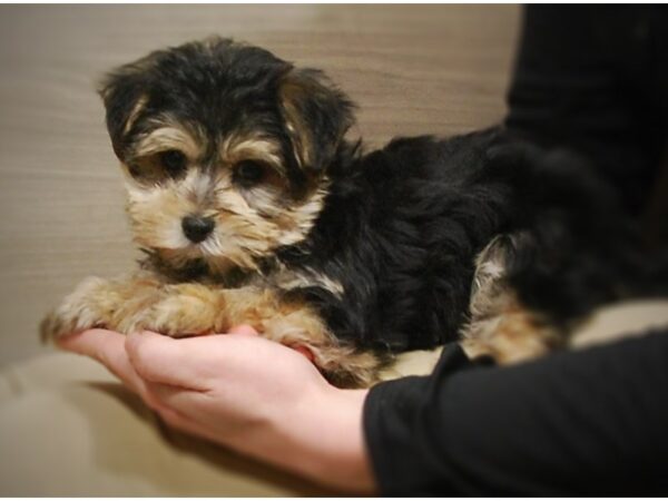 Morkie DOG Male Black/Tan 16864 Petland Iowa City, Iowa