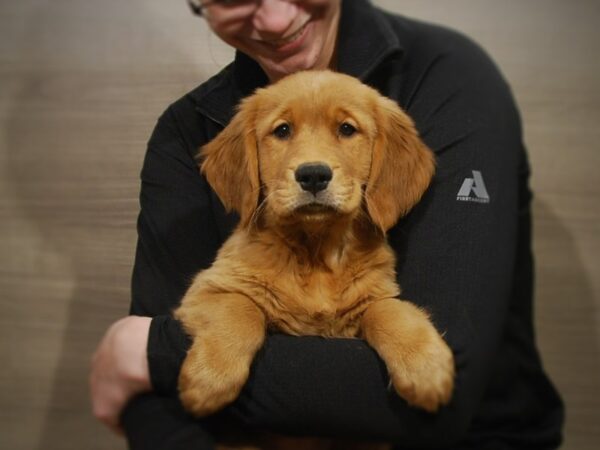 Golden Retriever DOG Female Light Golden 16852 Petland Iowa City, Iowa