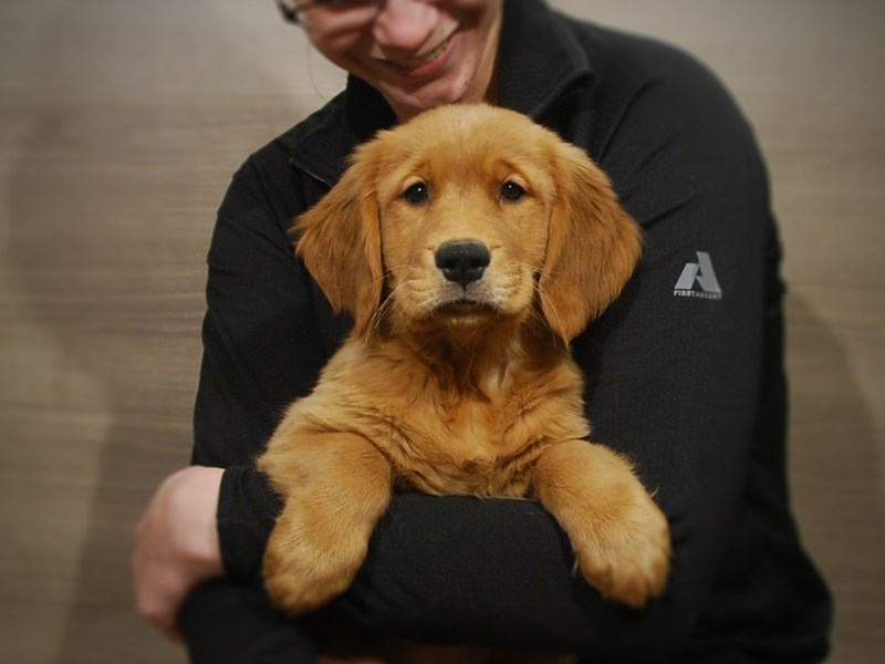 Golden Retriever Dog Female Light Golden 16852