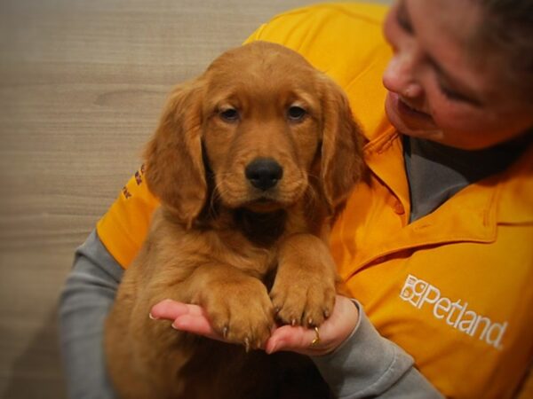 Golden Retriever DOG Male Light Golden 16854 Petland Iowa City, Iowa