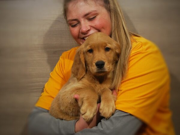 Golden Retriever DOG Female Light Golden 16850 Petland Iowa City, Iowa