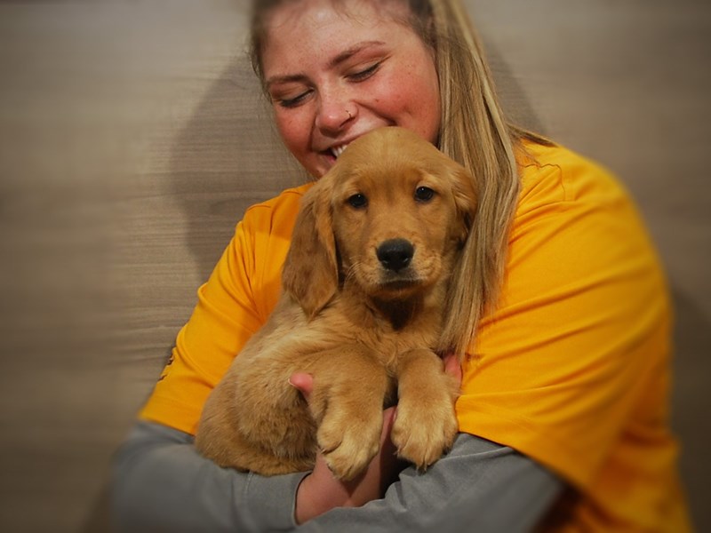 Golden Retriever Dog Female Light Golden 16850