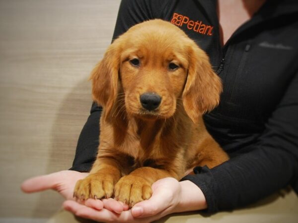 Golden Retriever DOG Female Light Golden 16851 Petland Iowa City, Iowa