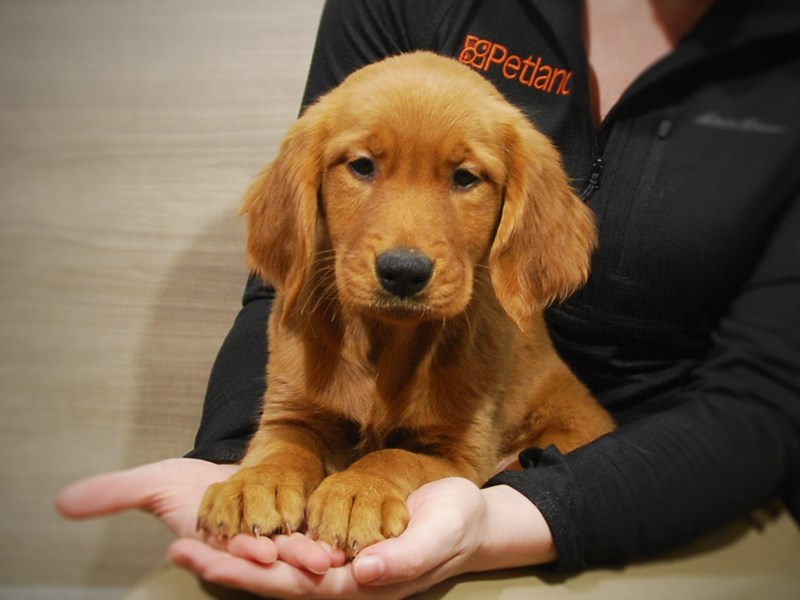 Golden Retriever Dog Female Light Golden 16851
