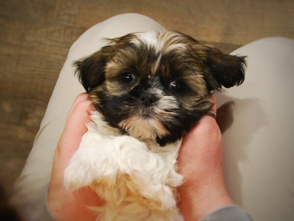 Shih Tzu DOG Male Brindle / White 16870 Petland Iowa City, Iowa