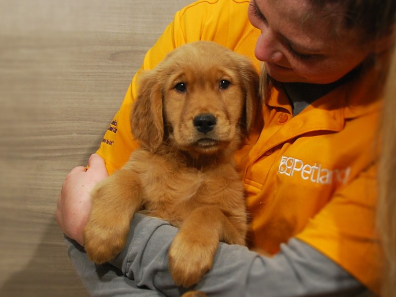 Golden Retriever Dog Female Golden 16875