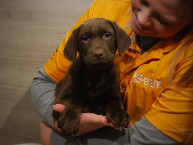 Labrador Retriever Dog Female Chocolate 16877