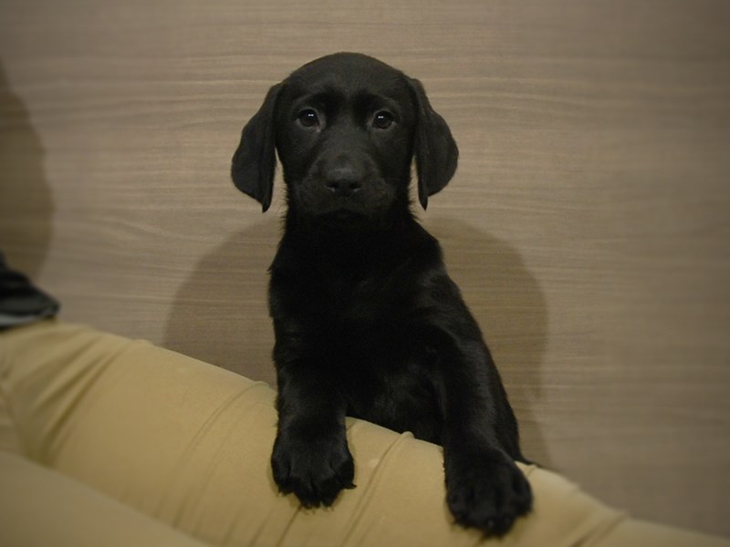 Labrador Retriever Dog Female Black 16878