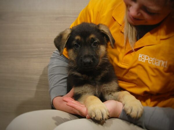 German Shepherd DOG Male Black / Tan 16880 Petland Iowa City, Iowa