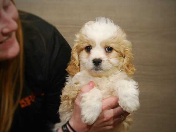 Cavapoo DOG Male Blenheim 16882 Petland Iowa City, Iowa