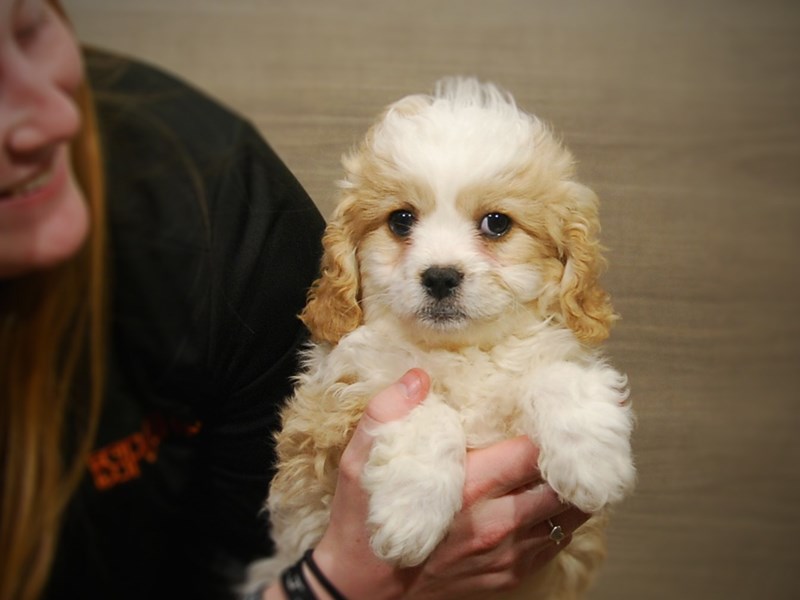 Cavapoo Dog Male Blenheim 16882