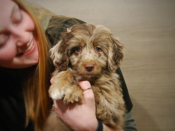 Poodle/Australian Shepherd DOG Female Chocolate Merle 16887 Petland Iowa City, Iowa