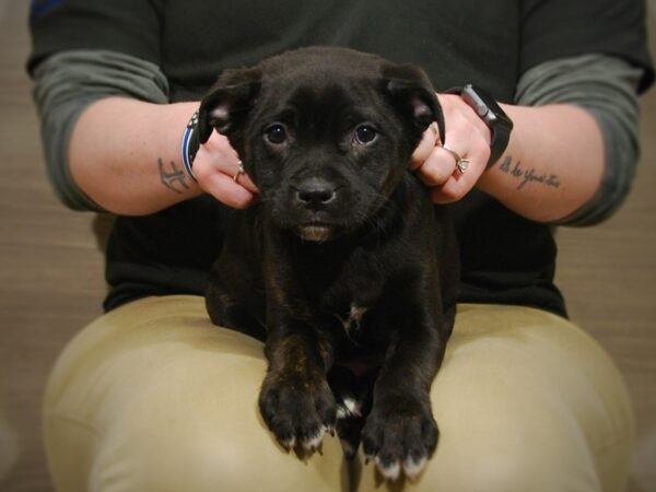 Boston Terrier/Miniature Pinscher-DOG-Male-Black-16888-Petland Iowa City, Iowa