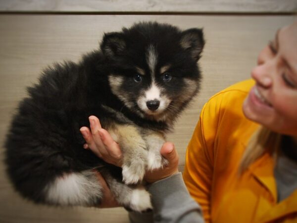 Pomsky DOG Male Black / Tan 16890 Petland Iowa City, Iowa