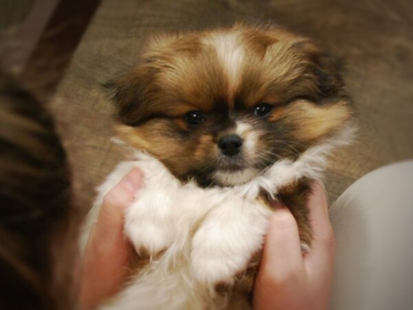 Pomeranian/Pekingese DOG Male Sable & White 16892 Petland Iowa City, Iowa