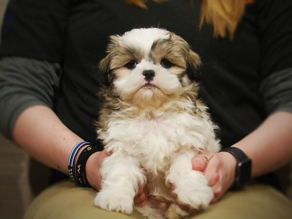 Shih Tzu DOG Male Brown & White 16894 Petland Iowa City, Iowa