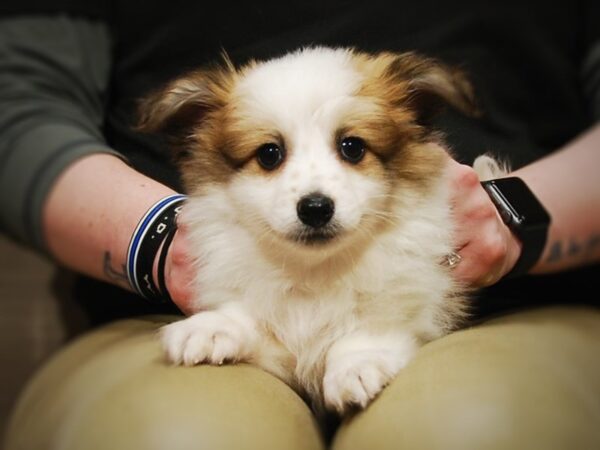 Havanese/Pomeranian DOG Male Brown & White 16901 Petland Iowa City, Iowa