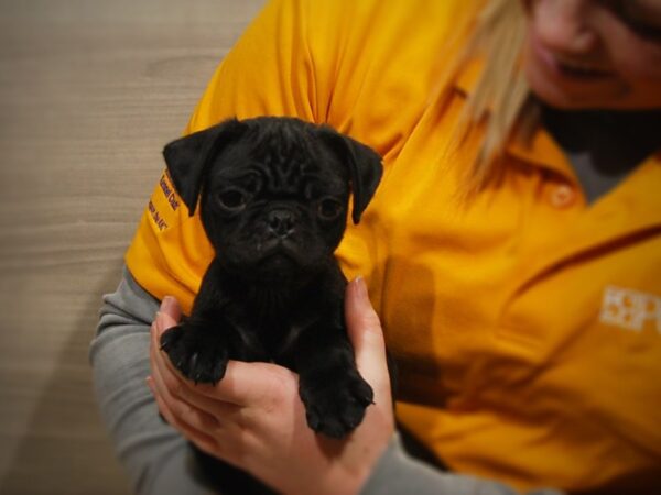 Pug DOG Male Black 16902 Petland Iowa City, Iowa