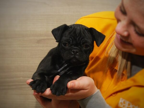 Pug DOG Female Black 16903 Petland Iowa City, Iowa