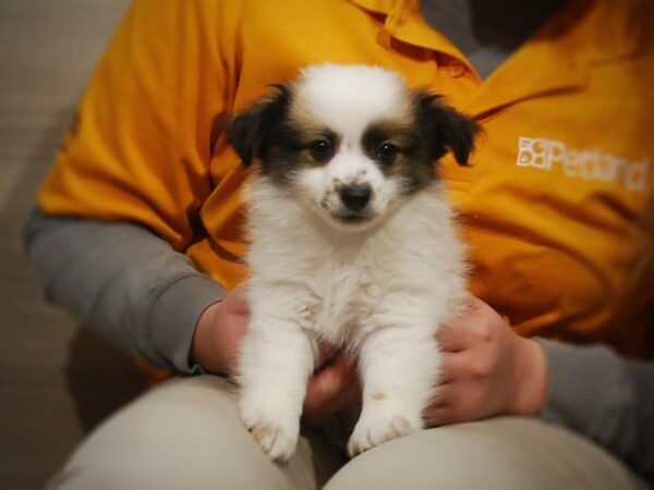 Havanese/Pomeranian DOG Male Tri 16904 Petland Iowa City, Iowa