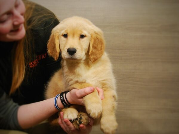 Golden Retriever DOG Male Light Golden 16876 Petland Iowa City, Iowa