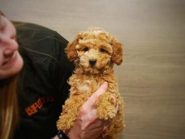 Poodle DOG Female Apricot 16885 Petland Iowa City, Iowa