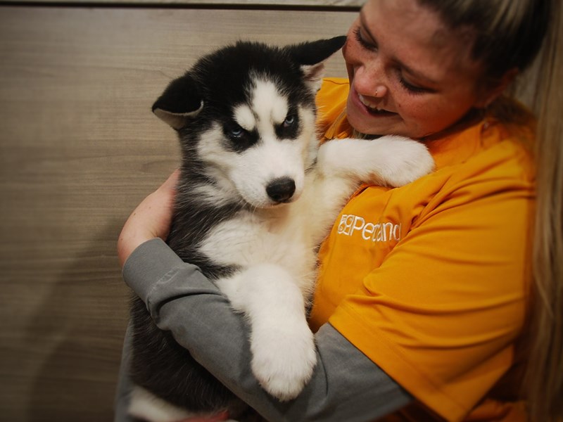 Siberian Husky Dog Male Black / White 16886