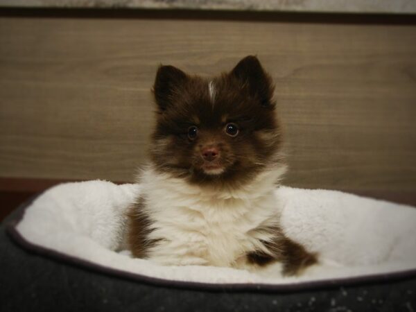 Pomsky 2nd Gen-DOG-Female-Chocolate / White-16891-Petland Iowa City, Iowa