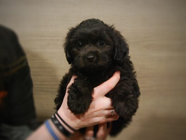 Shih Tzu/Poodle DOG Male Black 16895 Petland Iowa City, Iowa